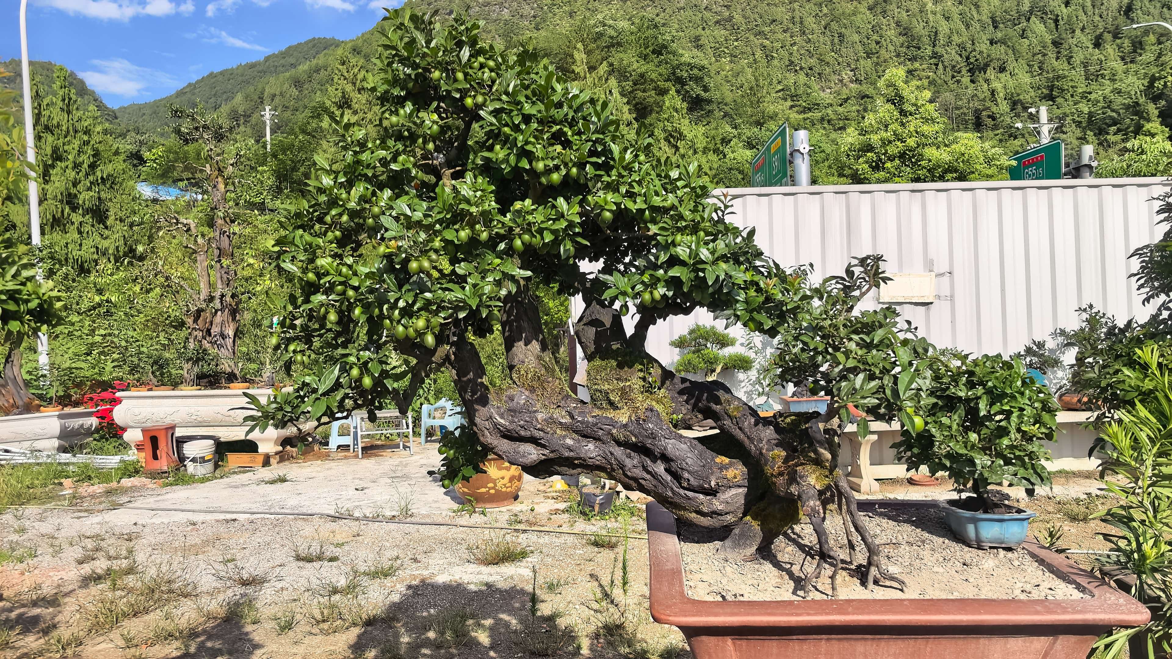 重庆罗掌柜茶业有限公司