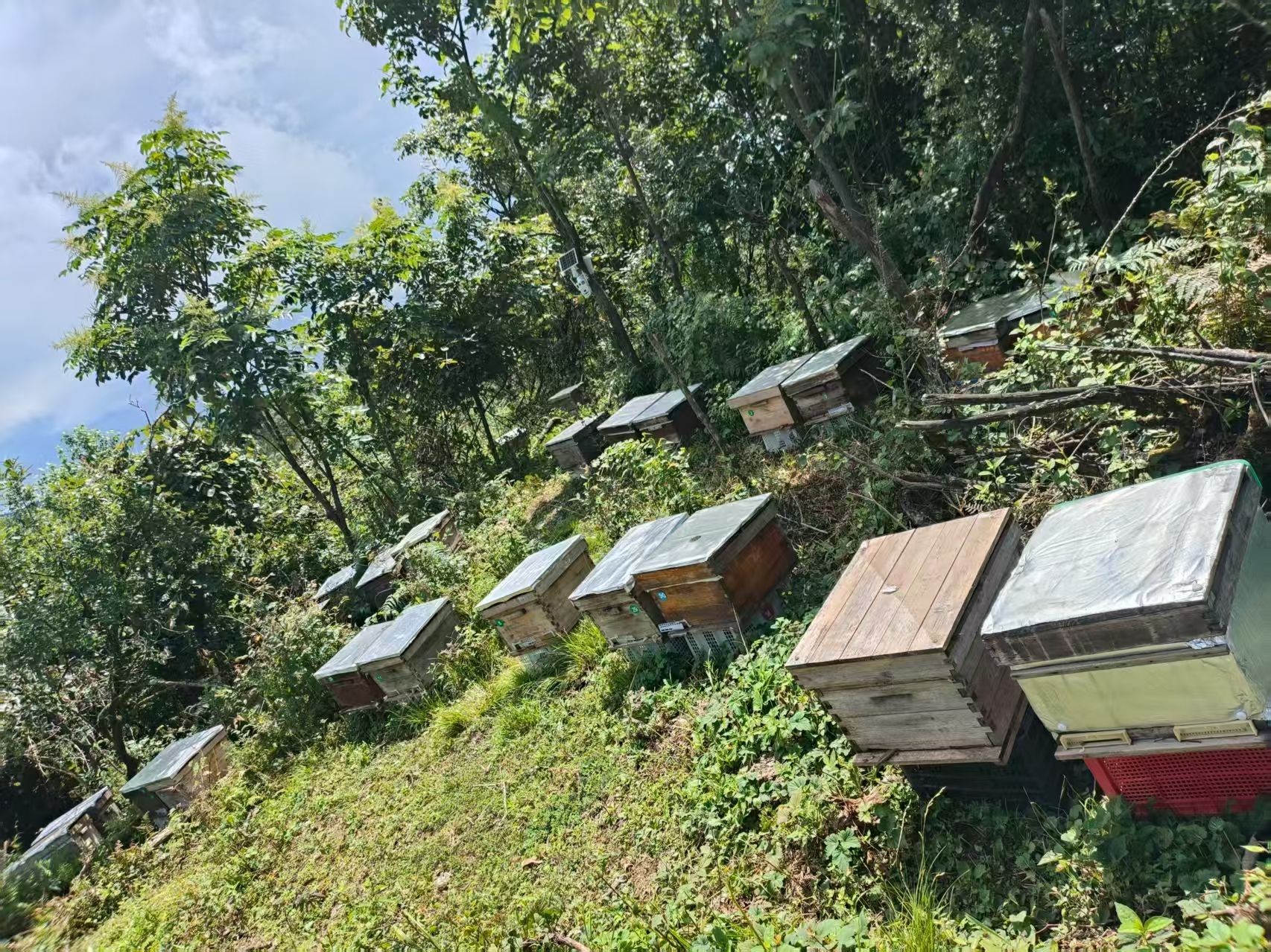 黔江区周到蜜蜂养殖场