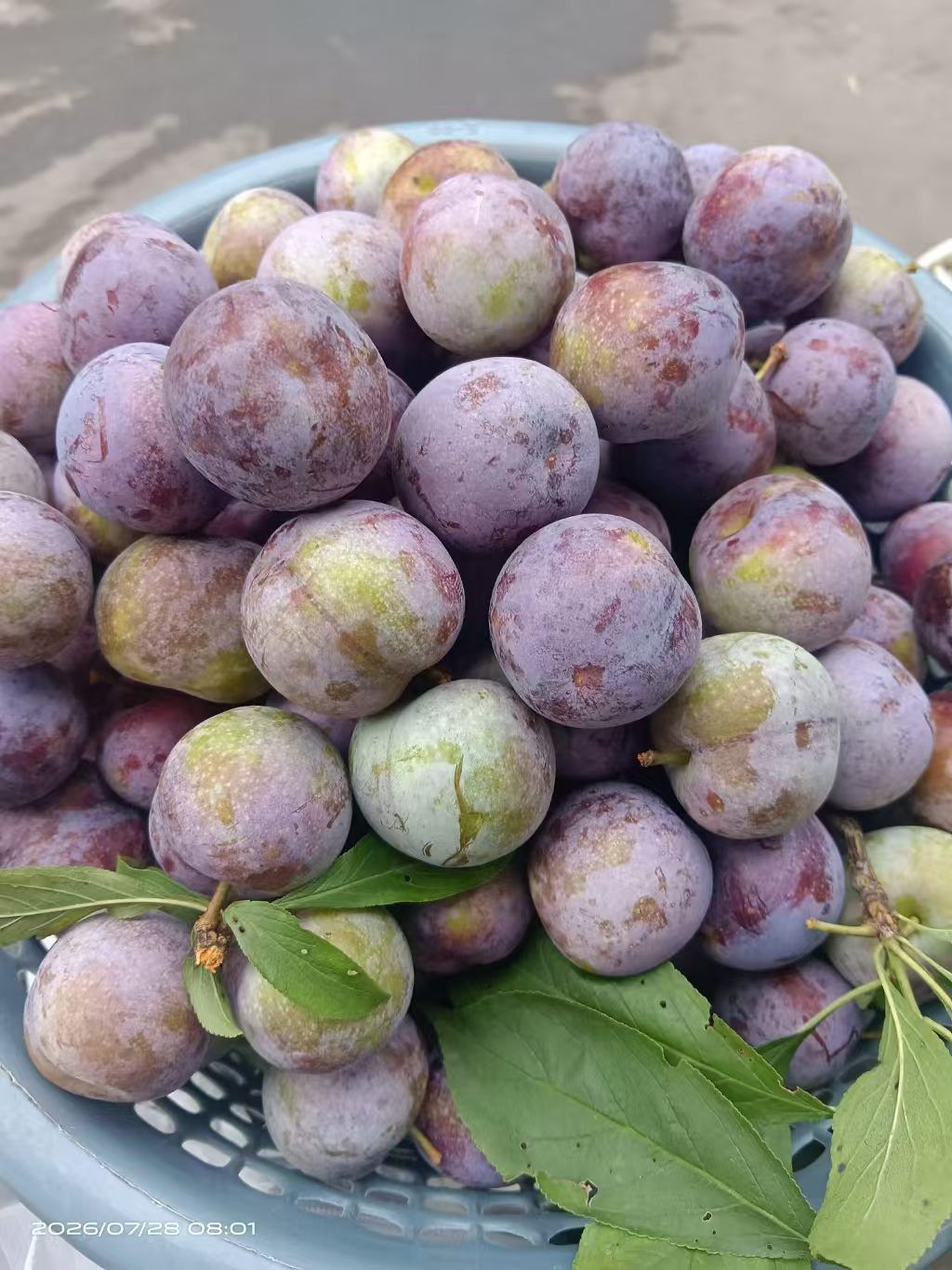黔江区祥睿蜜蜂养殖场