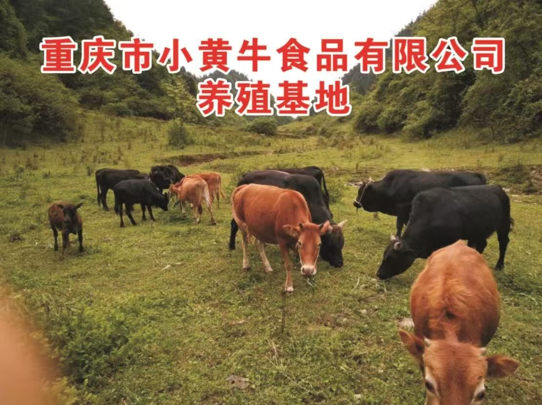 小黄牛食品