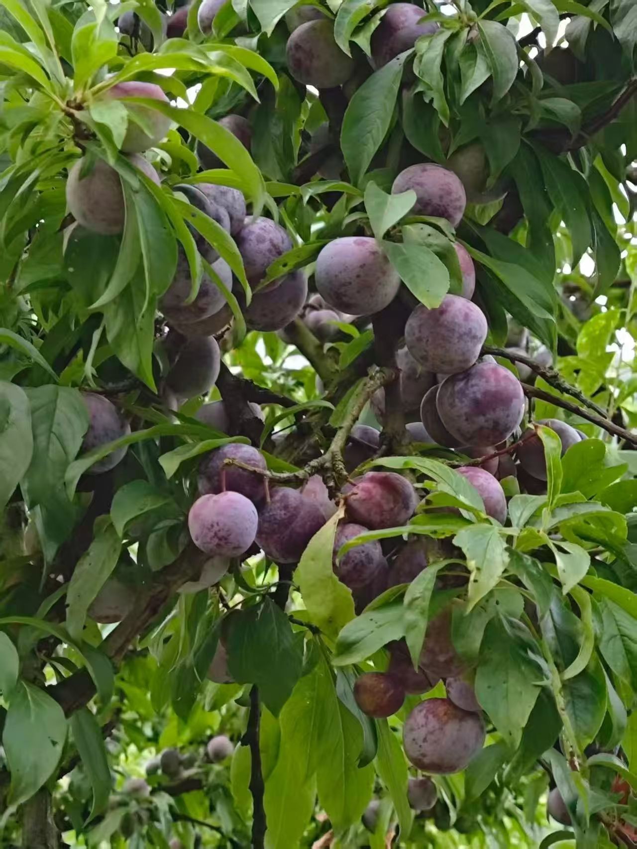 祥睿蜜蜂